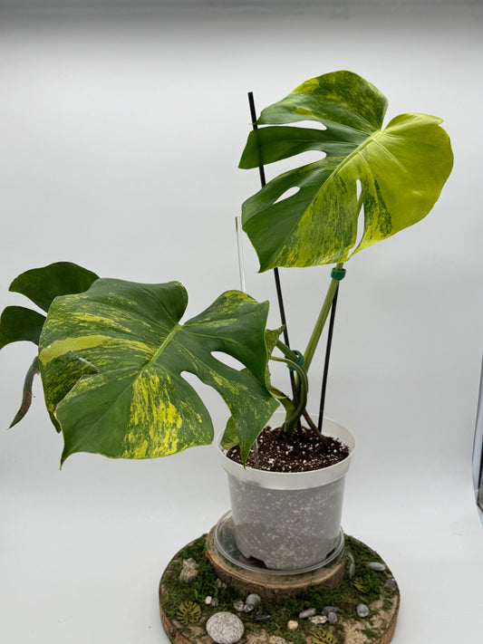 Monstera Yellow Marylin