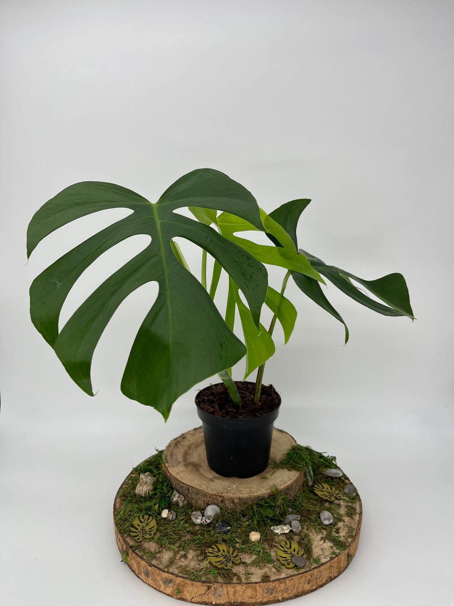 Monstera sierrana Hawaii