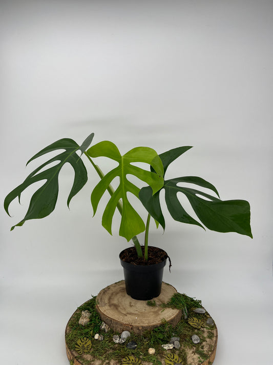 Monstera sierrana Hawaii