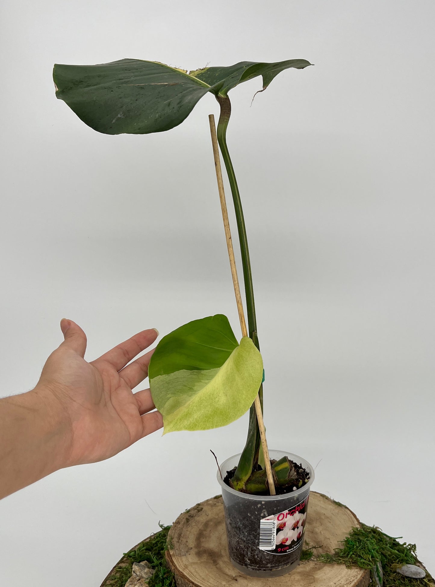 Monstera Aurea Large form