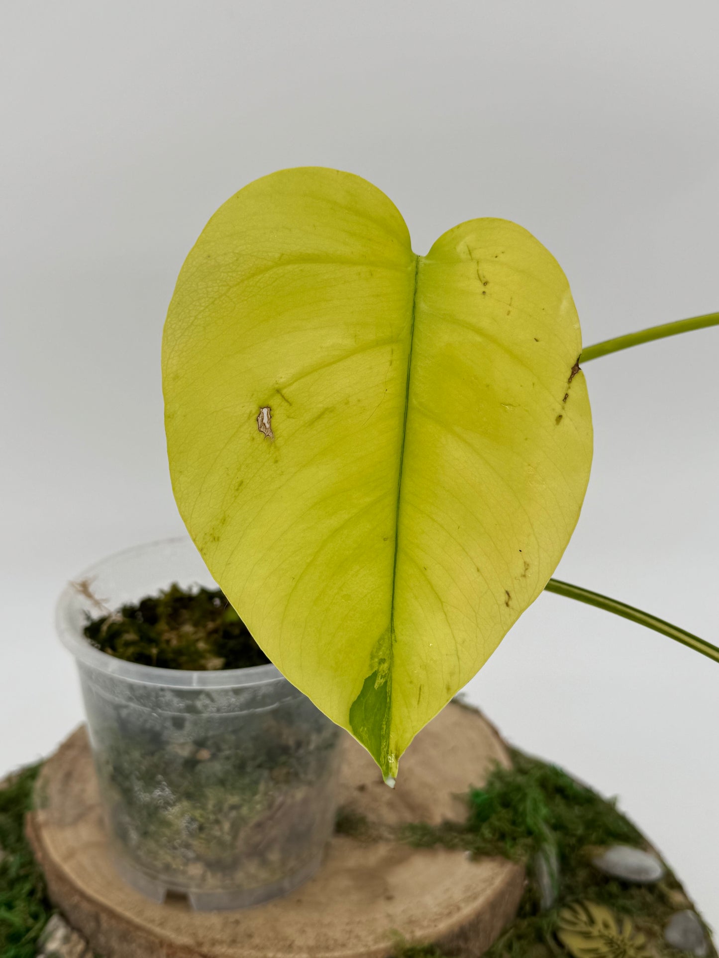 Monstera aurea SMALL FORM