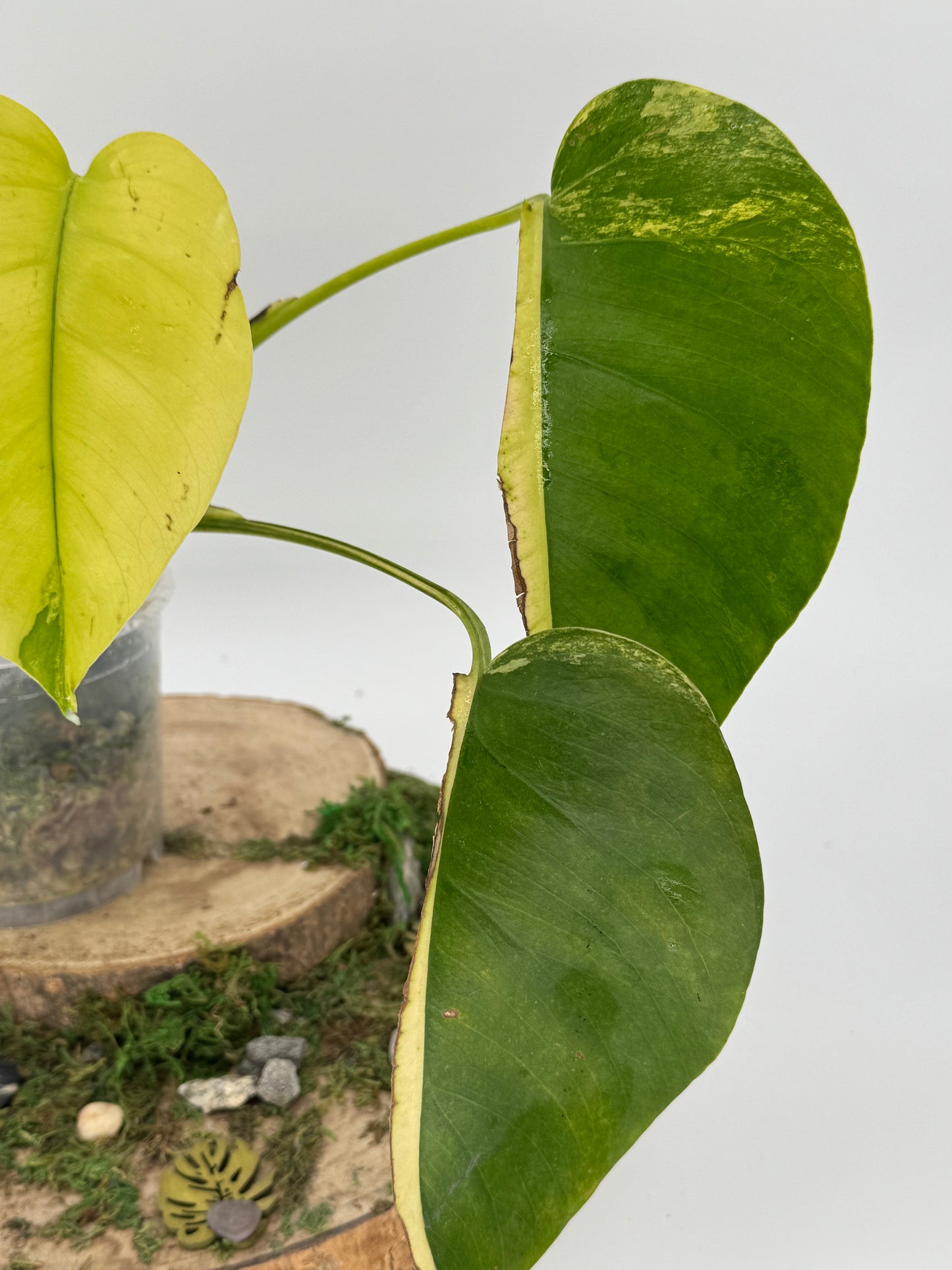 Monstera aurea SMALL FORM