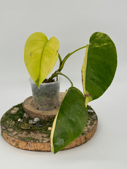 Monstera aurea SMALL FORM