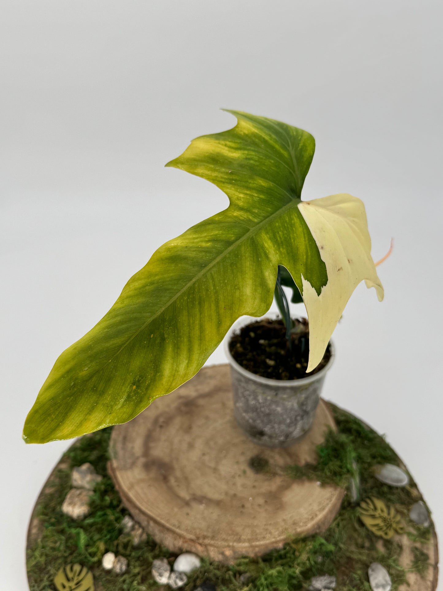 Golden dragon variegata