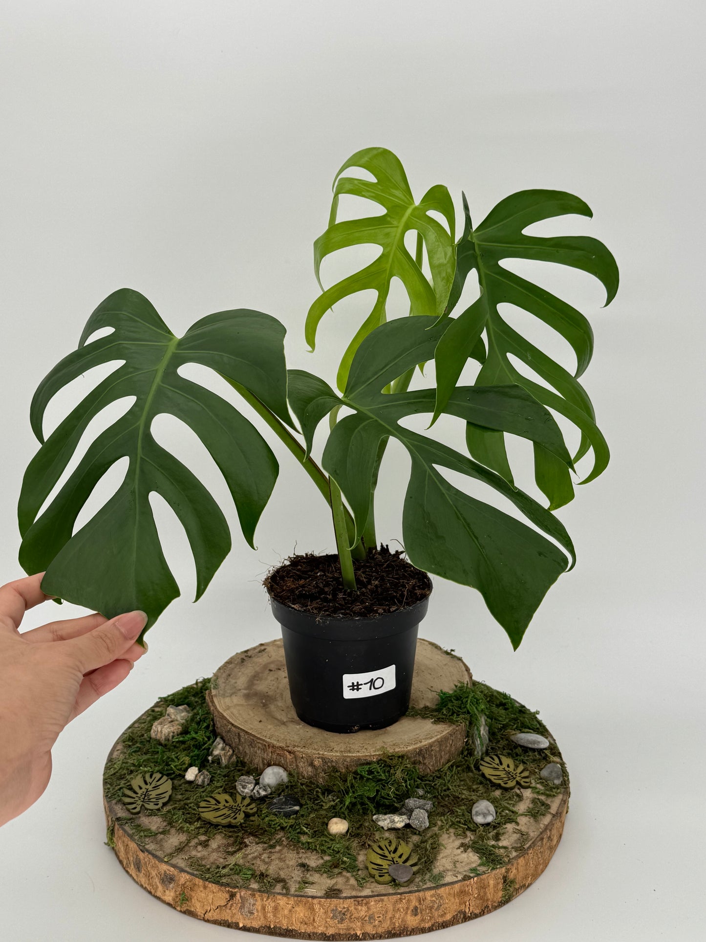 Monstera sierrana Hawaii