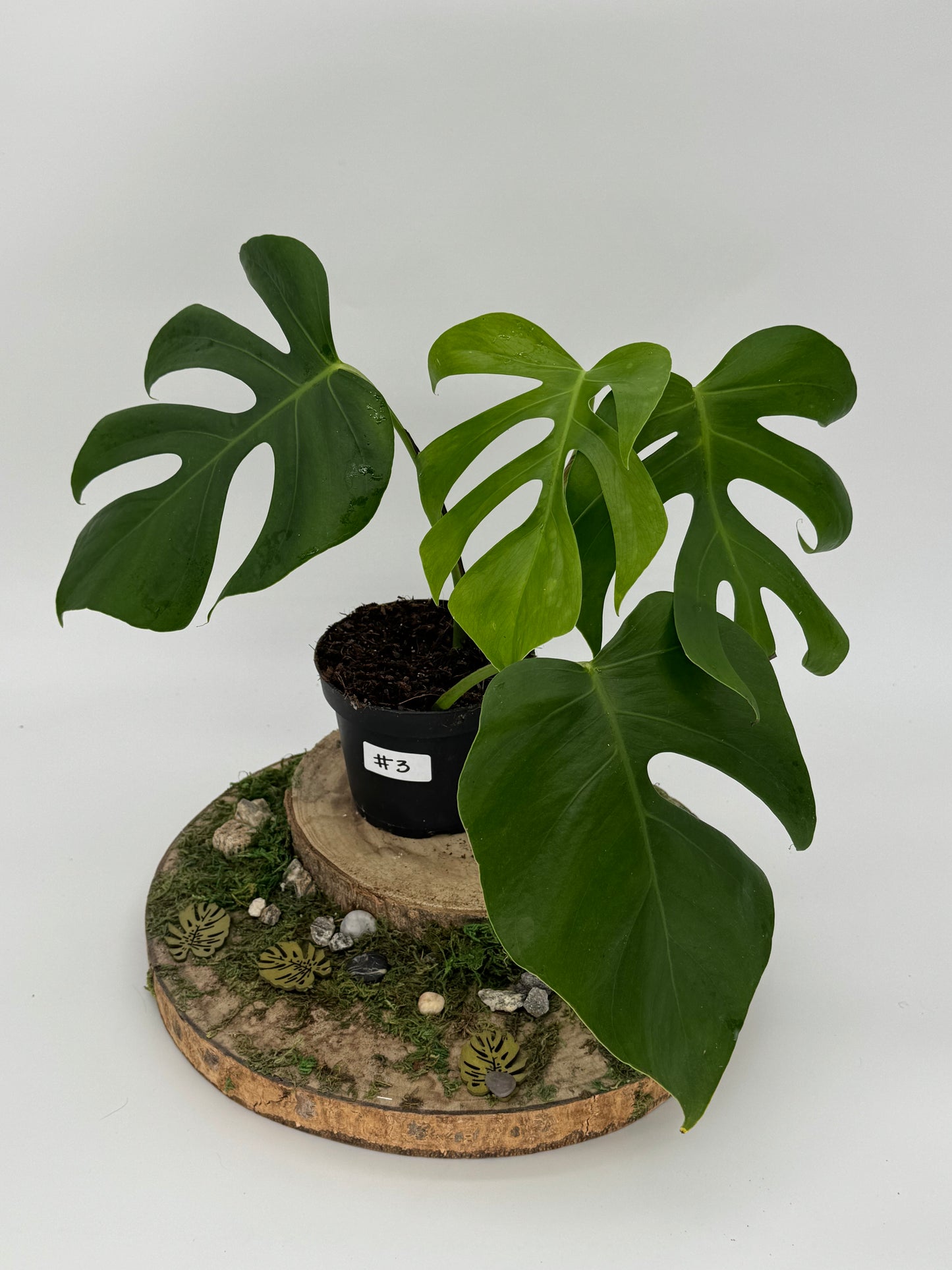 Monstera sierrana Hawaii