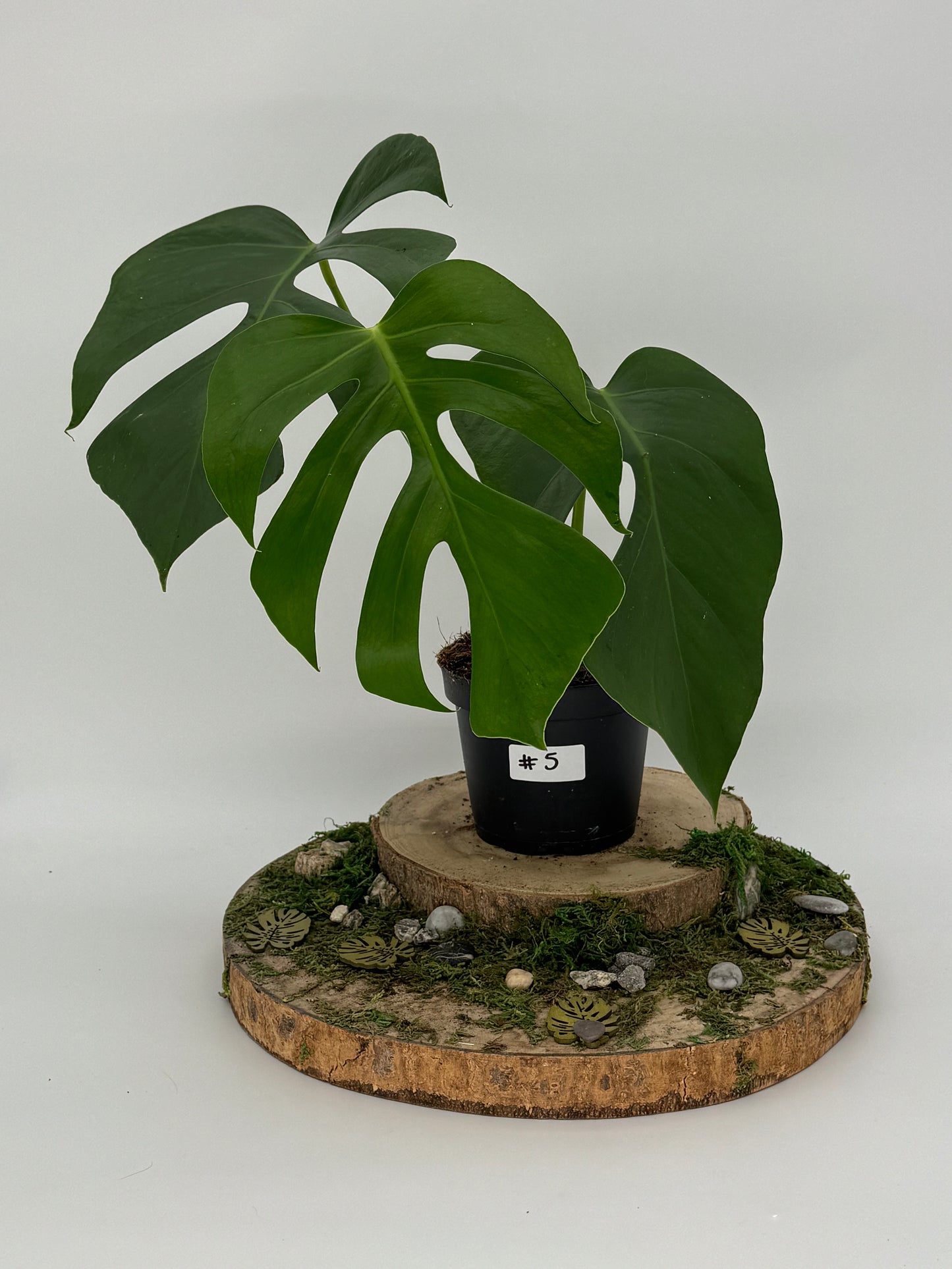 Monstera sierrana Hawaii