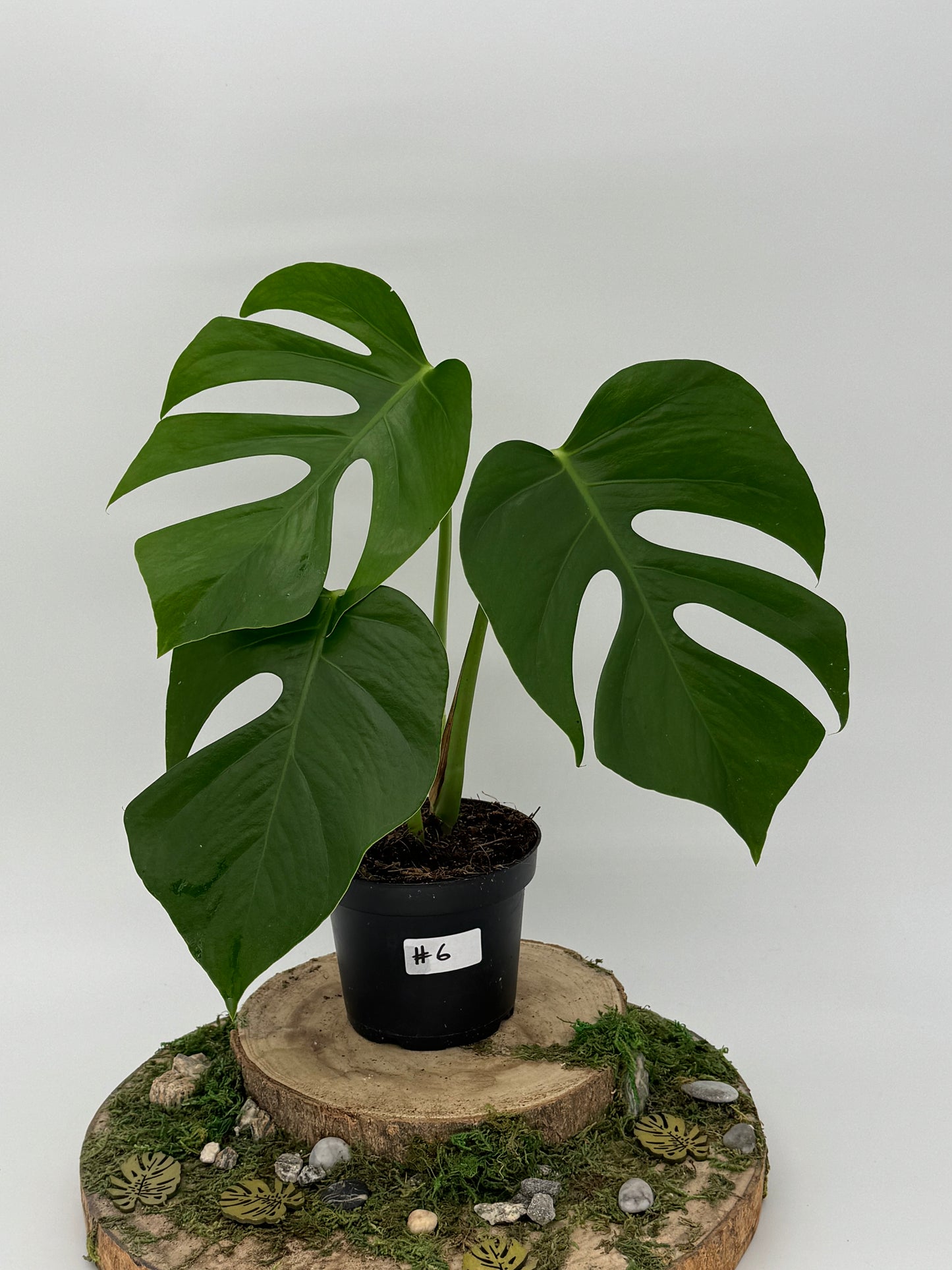 Monstera sierrana Hawaii