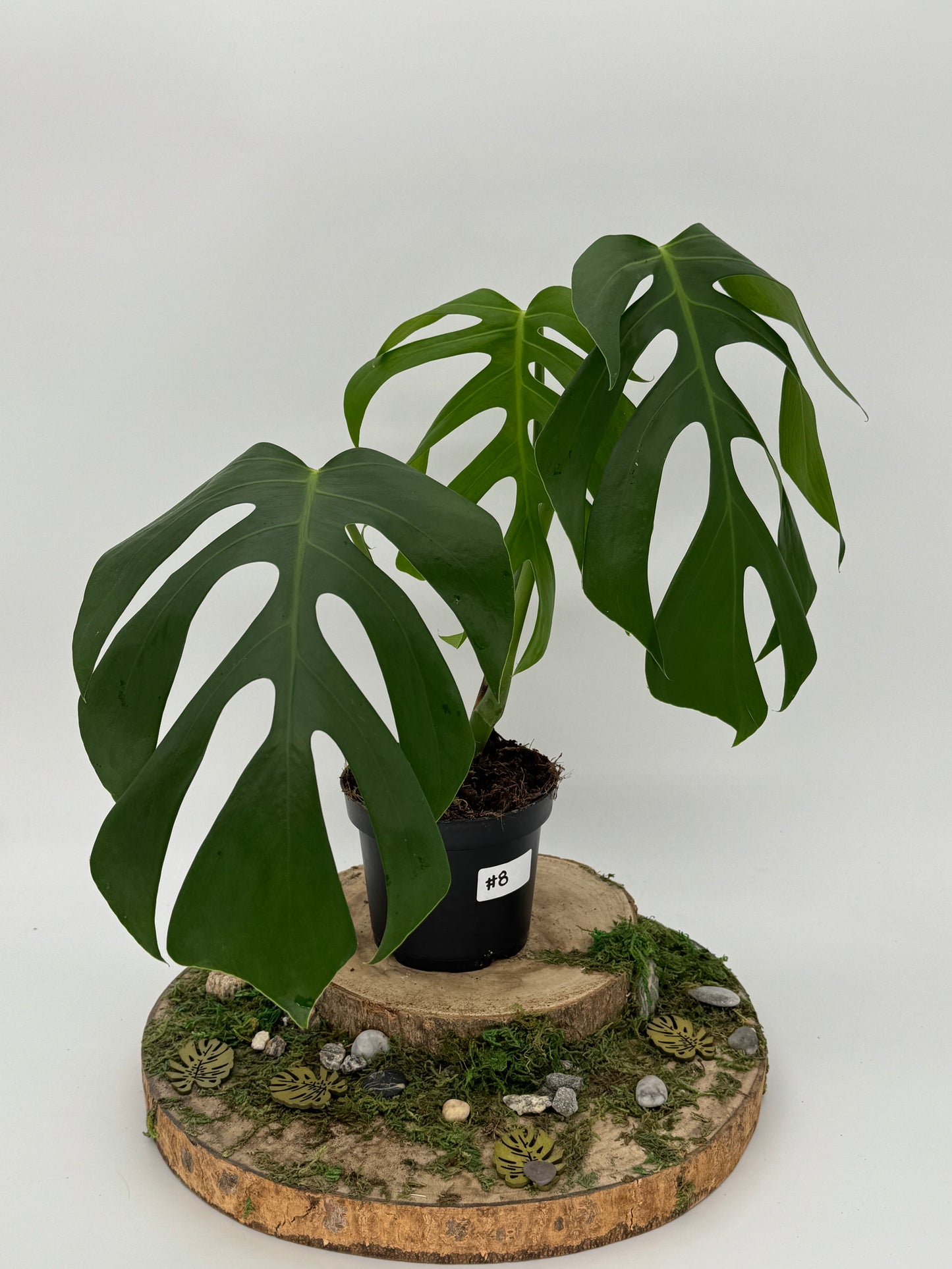 Monstera sierrana Hawaii