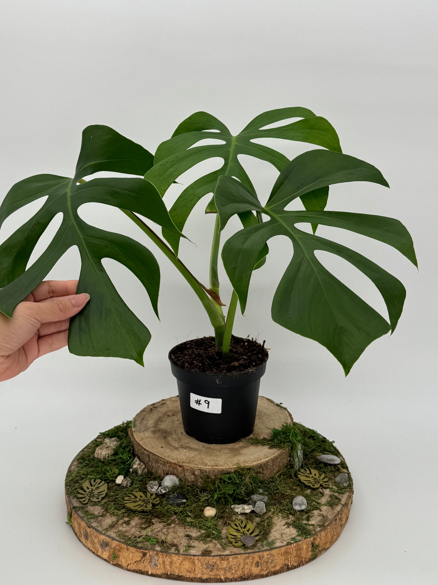 Monstera sierrana Hawaii