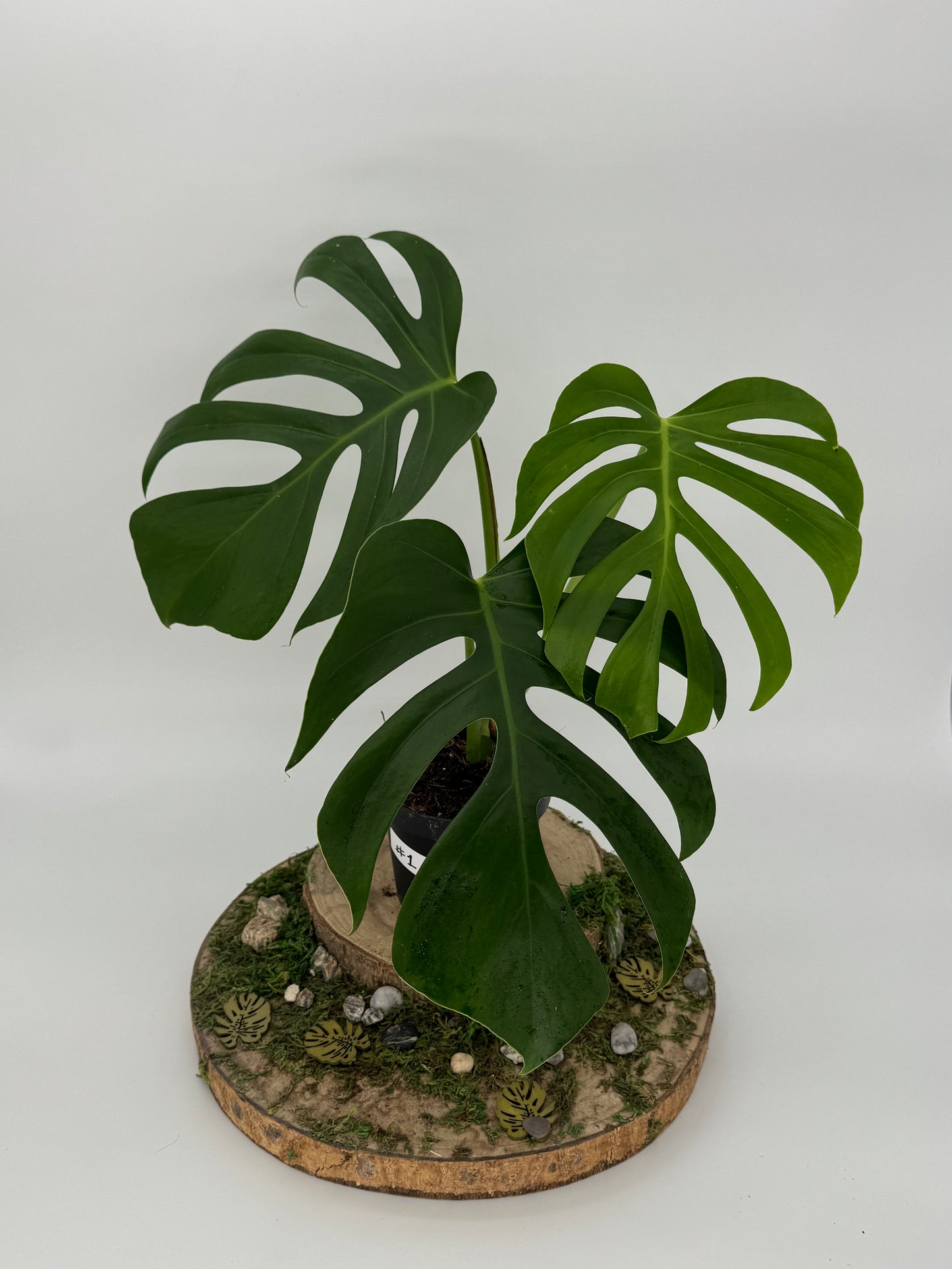 Monstera sierrana Hawaii